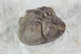 Enrolled Kainops Trilobite - Oklahoma #95718-2